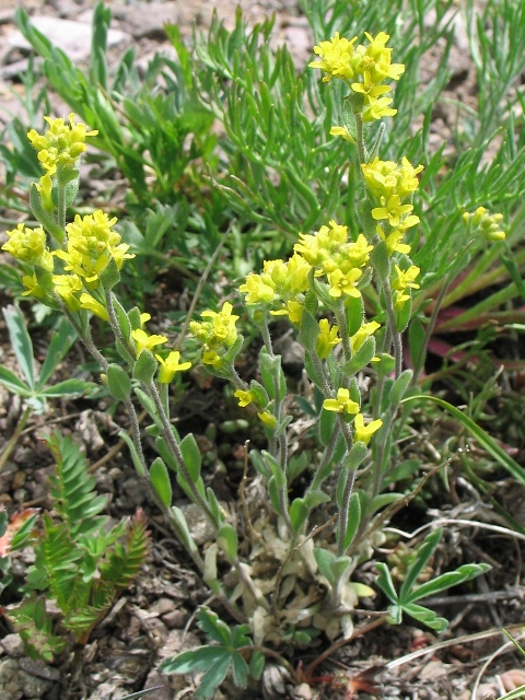 Draba aurea